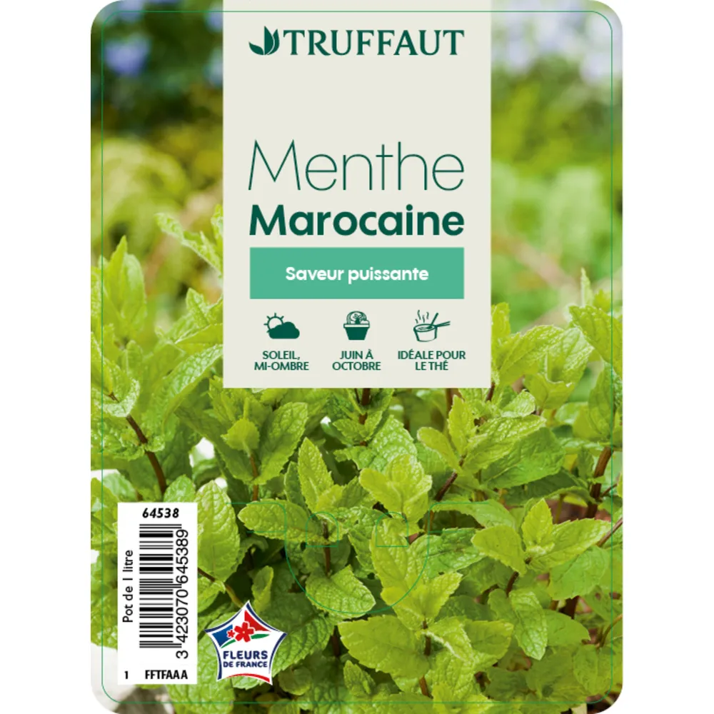 Plant de menthe marocaine : pot de 1 litre