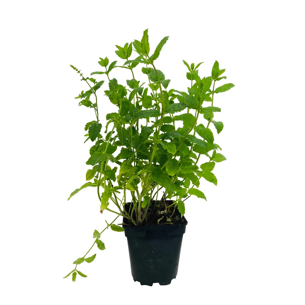 Plant de menthe marocaine : pot de 1 litre