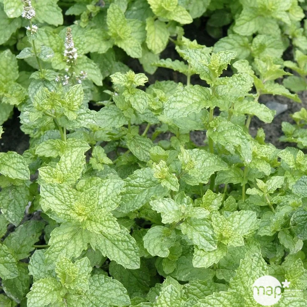 Plant de menthe marocaine : pot de 1 litre