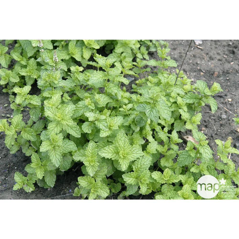 Plant de menthe marocaine : pot de 1 litre