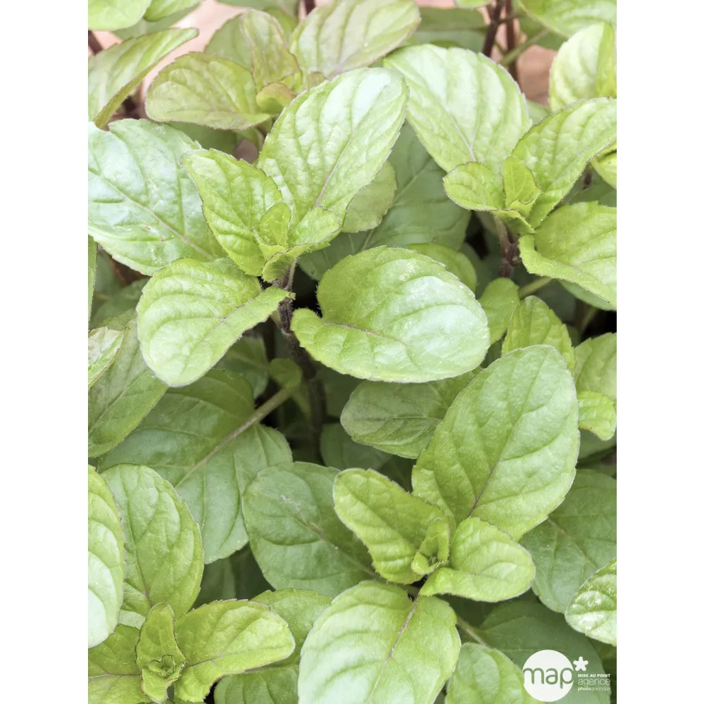 Plant de menthe orange : pot de 1 litre